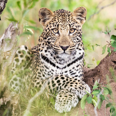 Gallery Image Of Sauraha Resort