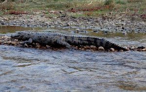 Gallery Image Of Chautari Garden Resort