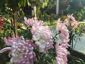 Gallery Image Of Chautari Garden Resort