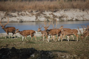 Gallery Image Of Chautari Garden Resort