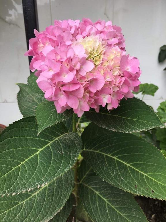 Gallery Image Of Hotel Satyam 