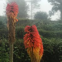 Gallery Image Of Hotel Sungava - Orchid Resort