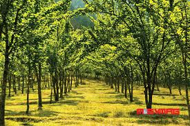 Gallery Image Of Chitlang Organic Village Resort