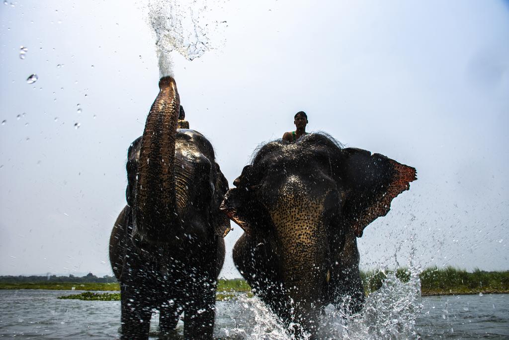 Gallery Image Of Tigerland Safari Resort