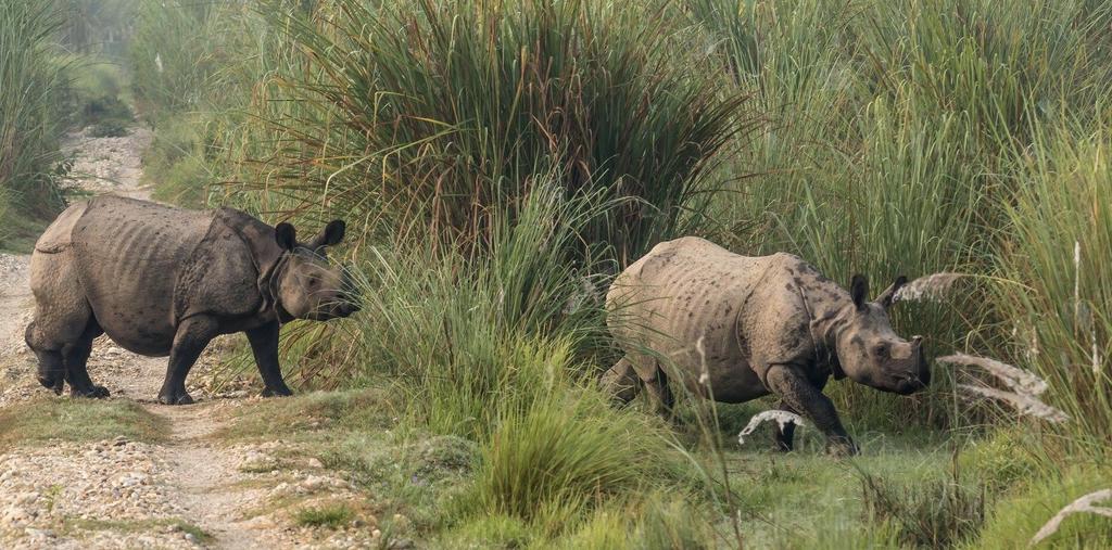 Gallery Image Of Safari Wildlife Lodge And Camp