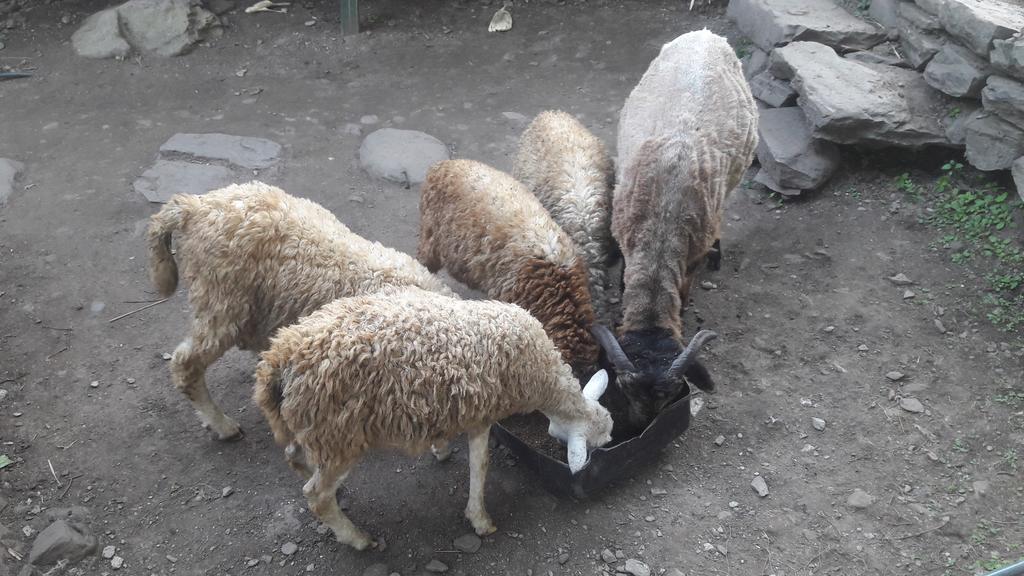 Gallery Image Of Himalaya Agro Farm Nepal