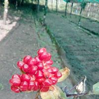 Gallery Image Of Agro Organic Cafe Hotel and Lodge